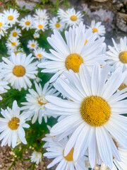 Close-up of chamomile flowers. 