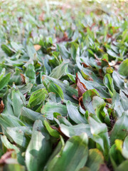 Axonopus grass, also known as mini elephant grass. Grass for a selective focus background. Grass for park or garden.