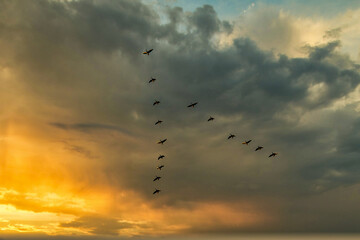 birds in the sky