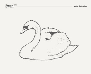 Swan bird realistic hand drawn, sketch