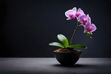 pink flower in a pot