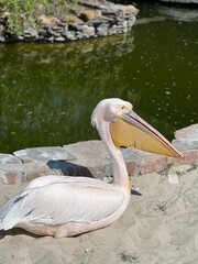 pelican on the water