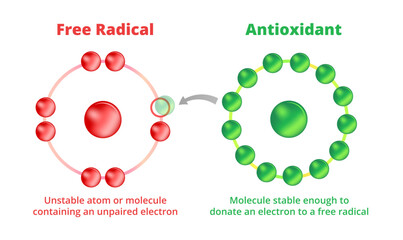 Vector scientific illustration of antioxidants and free radicals isolated. A free radical is an unstable molecule with unpaired electron. Antioxidant is a molecule stable enough to donate an electron. - obrazy, fototapety, plakaty