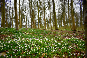 Beautiful white flowers with green leaves in the wood in spring season.
