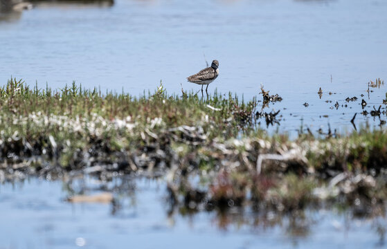 fifi shorebird on the lake looking for food in the natural environment in summer