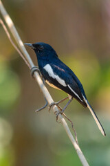 Oriental Magpie Robin