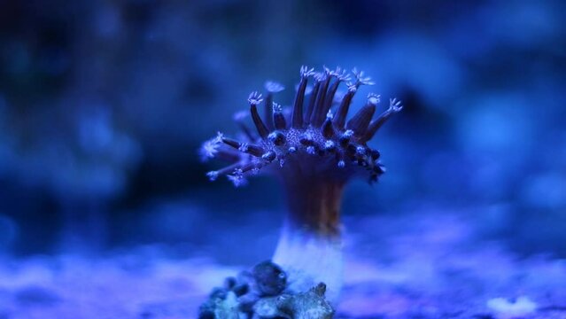 leather coral frag neon glow, animal polyp in stress on plug, coral farm marine aquarium strong water flow, popular hardy pet for beginner aquarist, organism capitulum tentacle, actinic LED light