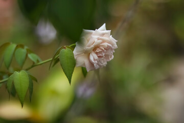 Close up photo of a very beautiful white rose that is still on the tree.