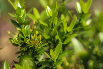 A close up photo of the Ixora flower or also called the Soka flower which has a beautiful yellow color.