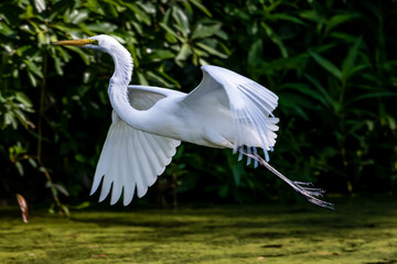 snowy egret in flight