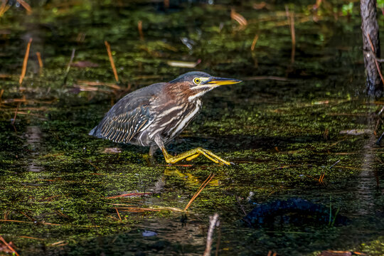 Green Heron Wading in the Swamp