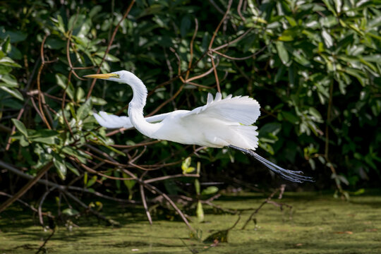 Snowy Egret Flying Over Swamp