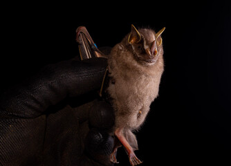 Platyrrhinus lineatus (Geoffroy Saint-Hilaire, 1810)