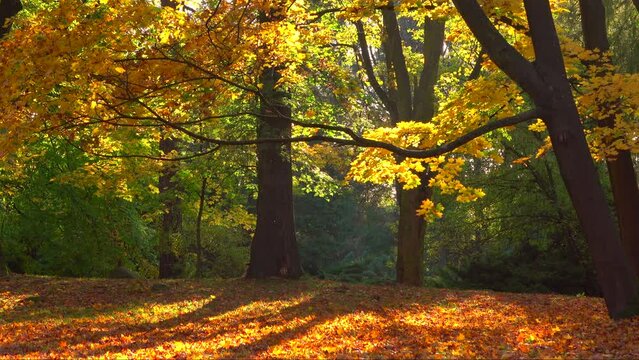 Beautiful golden autumn park landscape with trees and sunlight 4K. Yellow leaves. Calm view scene, sunny day, outdoor, dawn, nature, real time, tilt up, wide shot, mid shot, ultra hd. ProRes 422HQ.