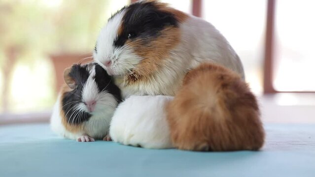 Newly born mother guinea pig. Breastfeeding her babies. She just gave birth; with her sweet and adorable puppies. The subject of love of animals and development in children. Guinea pig or guinea pig. 