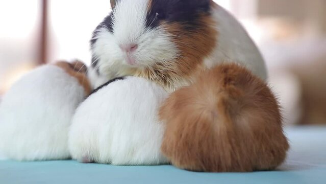 Newly born mother guinea pig. Breastfeeding her babies. She just gave birth; with her sweet and adorable puppies. The subject of love of animals and development in children. Guinea pig or guinea pig. 