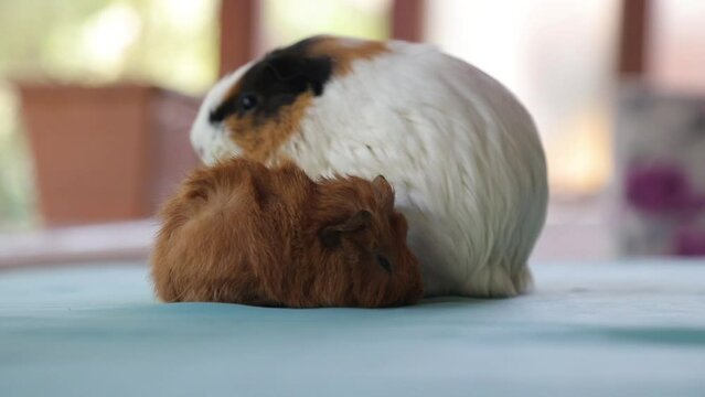 Adorable Newborn Guinea Pigs Just a Few Days Old Hiding Under Their Mother &ndash; Cute Baby Rodents in Cozy Moment