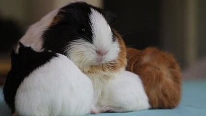 Newly born mother guinea pig. Breastfeeding her babies. She just gave birth; with her sweet and adorable puppies. The subject of love of animals and development in children. Guinea pig or guinea pig. 