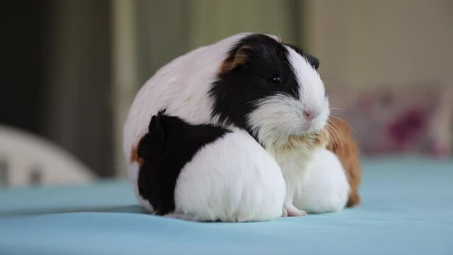 Adorable Newborn Guinea Pigs Just a Few Days Old Hiding Under Their Mother &ndash; Cute Baby Rodents in Cozy Moment