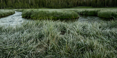 Frosty Grasses in Front of Kings Creek in Lassen Volcanic