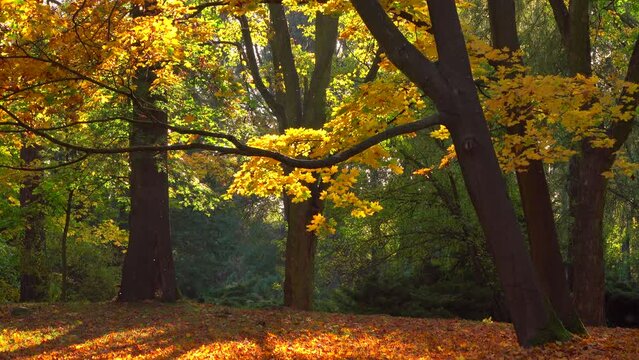 Beautiful golden autumn park landscape with trees and sunlight 4K. Yellow leaves. Calm view scene, sunny day, outdoor, dawn, nature, real time, static shot, mid shot, ultra hd. ProRes 422H