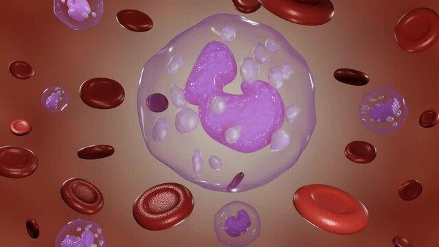leucocyte and basophile cells. white blood cells and red blood cells or erythrocytes floating around 3d rendering