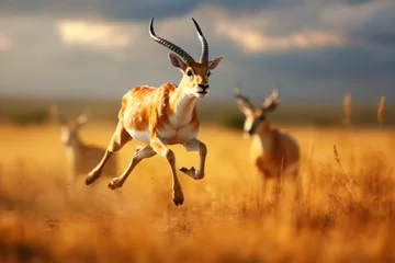 Fotobehang An Antelope running fast to escape a predator following it in open savanna © Guido Amrein