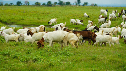 Fototapeta na wymiar Herd of Thai Cows on a green field, Thailand