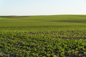 A large soybean field. Soy sprouts. Growing soybeans