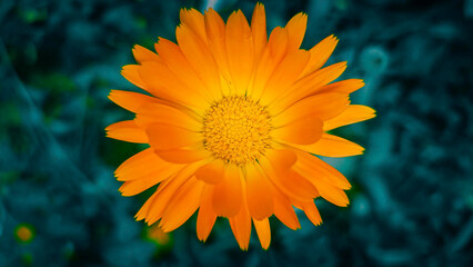 wyrazisty pomarańczowy kwiat na turkusowym tle 