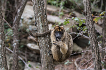 Mono Aullador (Caraya) entre las rocas en un bosque, La Cumbre, Cordoba, Argentina