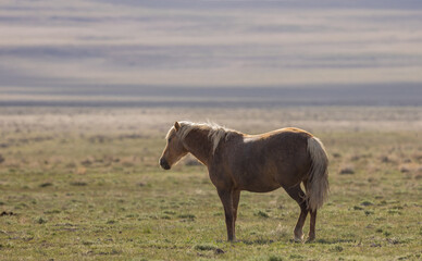 Fototapeta premium Wild Horse in Springtime in the Utah Desert
