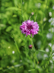 Closeup of a purple Cornflower bloom, Derbyshire England
