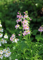 Closeup of pink Butterfly Flower blooms, Derbyshire England
