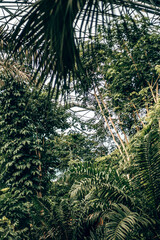 Obraz premium Plant life and trees inside the rainforest biome at the Eden Project in Cornwall, UK