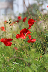 Obraz premium Sunlit Common Poppies, Derbyshire England 