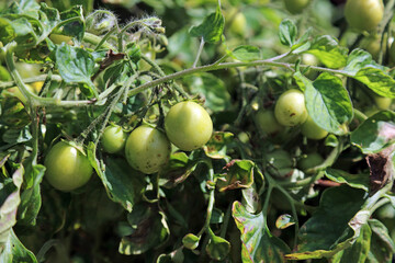 Tomatoes ripening in the sun, Derbyshire England
