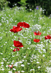Obraz premium Sunlit Poppies growing among False Bishop's Weed blooms, Derbyshire England 