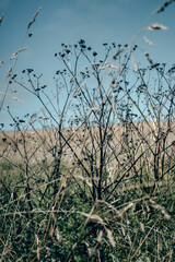 A close up of hedgerows and overgrowth in Cornwall, England in summer