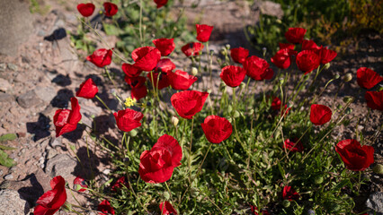 poppy flowers. Poppy flower field by the sea