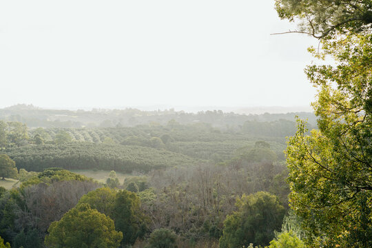 farm land macadamia orchard
