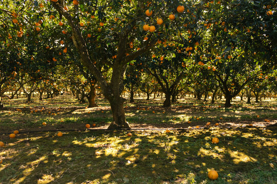 orange orchard
