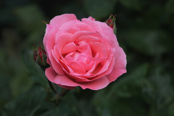 Rose, Rosenblüte, rot, Blüten, Blumen