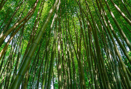 dense forest of Chinese bamboo