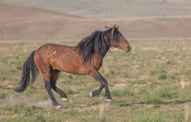 Obraz premium Wild Horse in Springtime in the Utah Desert