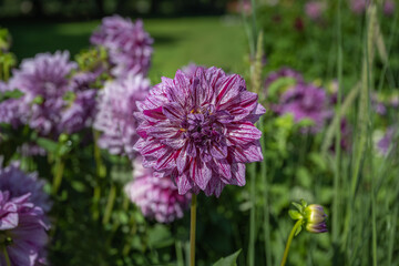The dahlia (name, Dahlia, babylon stripe, Baden-Baden, dahlia garden, Baden-Baden, Lichtentaler ) in the dahlia garden Baden Baden near the lichtentaler alley. Baden Baden, Baden Wuerttemberg, Germany