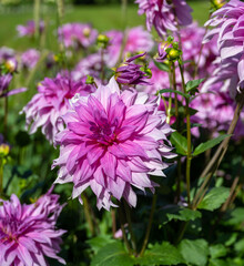 The dahlia (name, Babylon Rose) in the dahlia garden Baden Baden near the lichtentaler alley. Baden-Baden, Baden Wuerttemberg, Germany