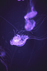 jellyfish in the water
