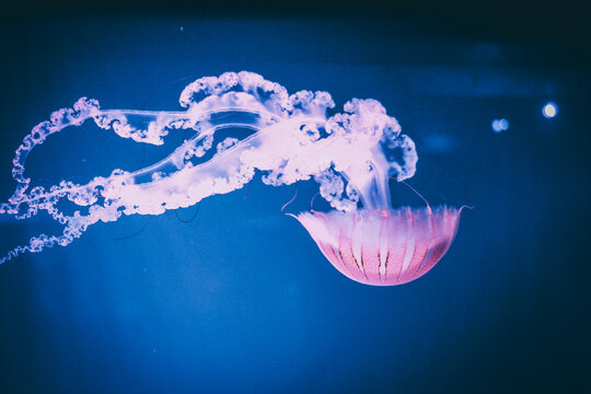 jellyfish on blue background