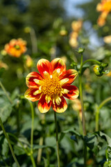 The dahlia (name, Pooh) in the dahlia garden Baden Baden near the lichtentaler alley. Baden Baden, Baden Wuerttemberg, Germany